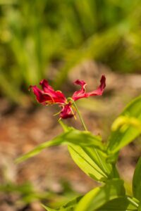 Luba Malawian flora