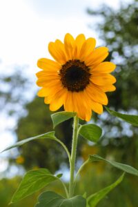 Luba Malawian flora